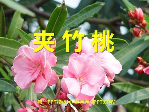 19.夹竹桃