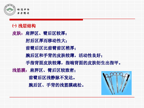 医用局部解剖学肩胛区三角肌区臂和前臂后区腕后区手背和手指背面