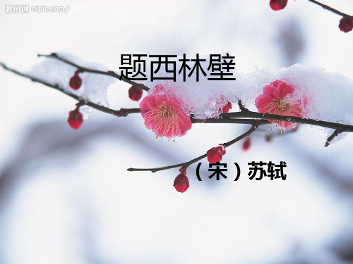 11《古诗二首—题西林壁》