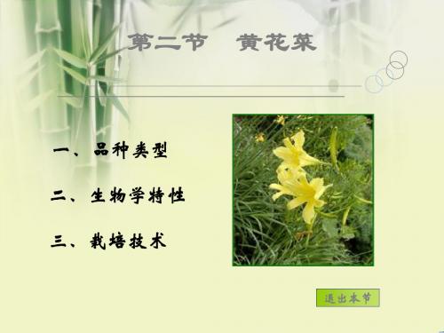蔬菜栽培课件——第二节 黄花菜