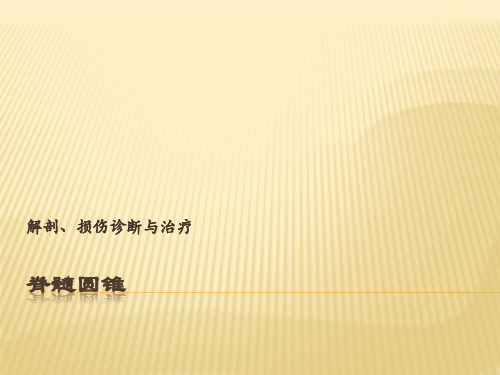脊髓圆锥