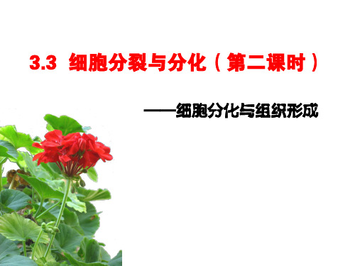 苏教版初中生物七年级上 2.3.3 细胞分裂与分化 课件 (共25张PPT)