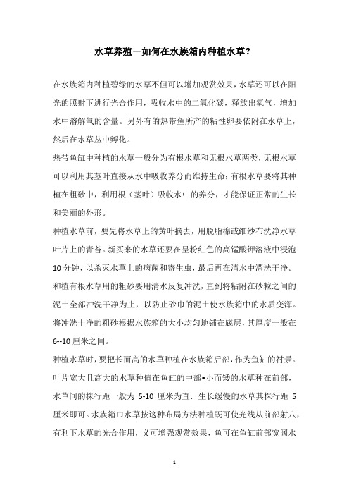 水草养殖-如何在水族箱内种植水草？