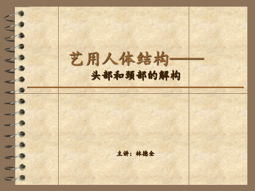 第二讲艺用人体结构——