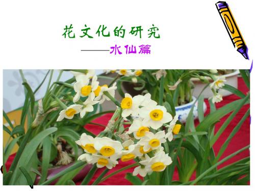 最新小学综合实践活动优质课件世界风情水仙欣赏花的艺术