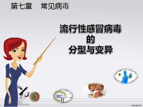 流行性感冒病毒 课件