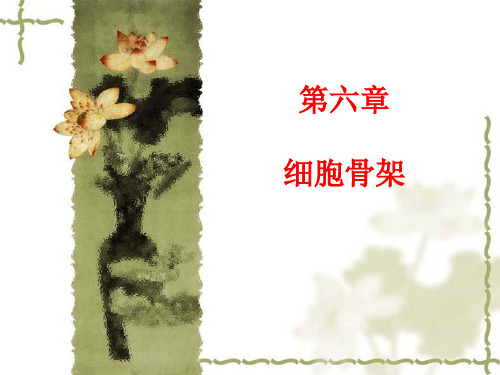 第6章 细胞骨架