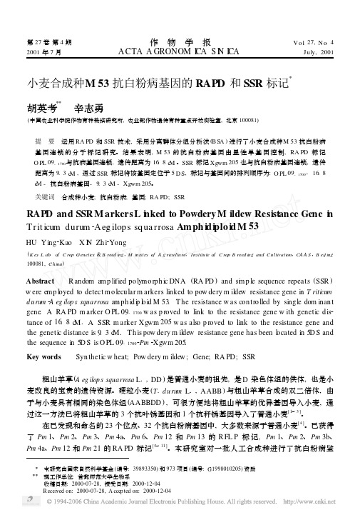 小麦合成种M 53 抗白粉病基因的RAPD 和SSR 标记Ξ