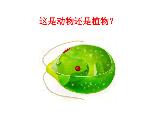 绿色植物的主要类群