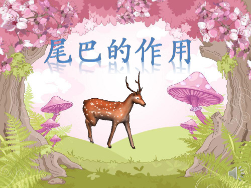 幼儿园中班科学《尾巴的作用》 优质课件