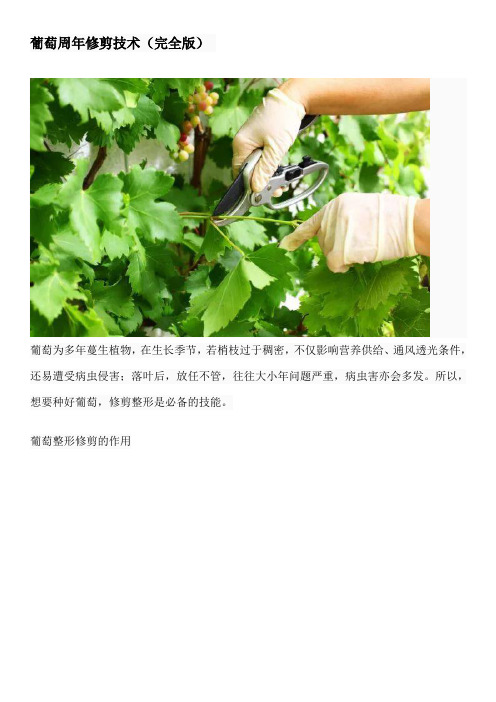 葡萄周年修剪技术