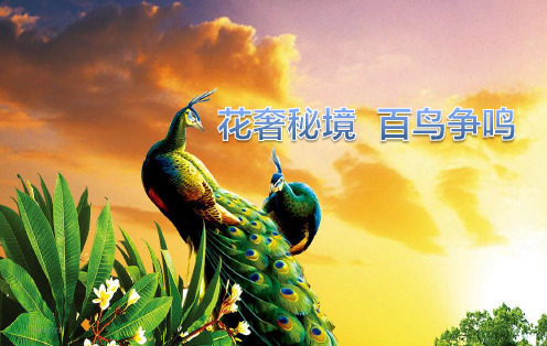 百鸟展 海洋展