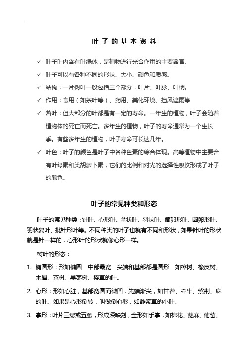 叶子的基本资料