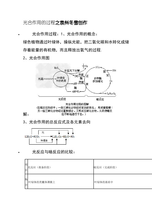 光合作用的过程