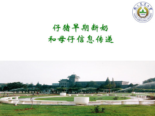 仔猪早期断奶和母猪信息传递