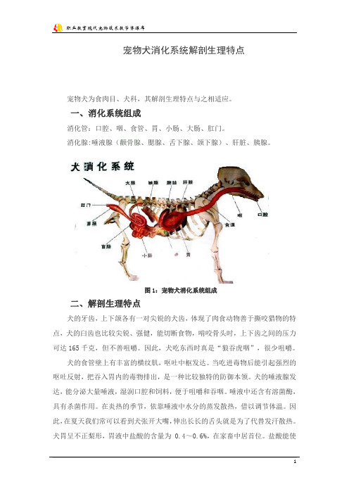 宠物犬消化系统解剖生理特点汇总