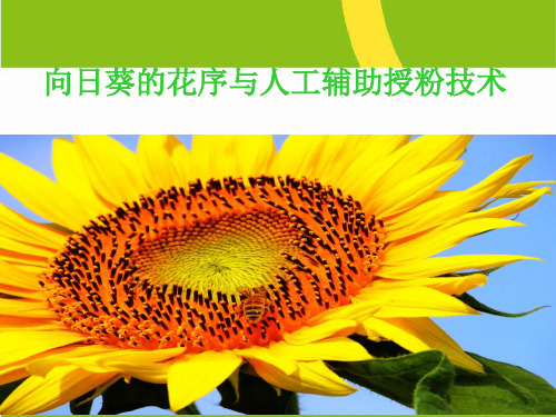向日葵人工辅助授粉技术