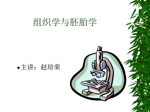 组织学与胚胎学第一章绪论
