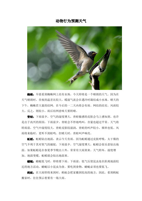 科普阅读：动物行为预测天气