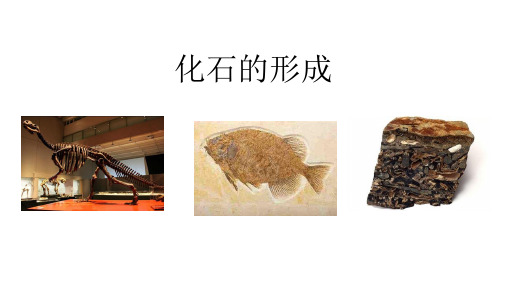 1-1化石的形成