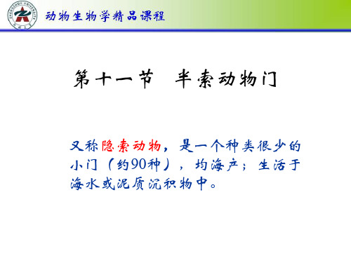 大学ppt课件《动物生物学》第十一节 半索动物门