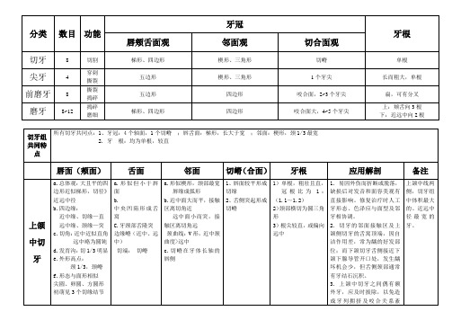 各个牙齿形态特点