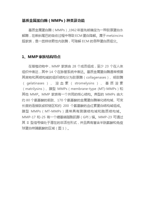 基质金属蛋白酶（MMPs）种类及功能