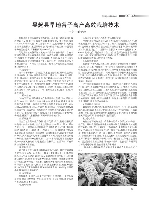 吴起县旱地谷子高产高效栽培技术
