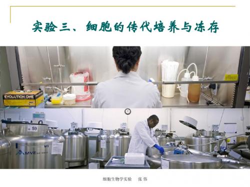 细胞生物学实验课-3-细胞传代与冻存