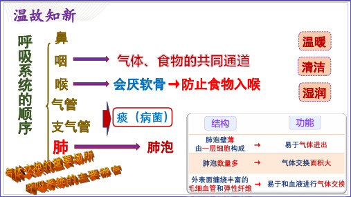 10.2 人体细胞获得氧气的过程(2)北师大版七年级下册生物课件(共15张PPT)