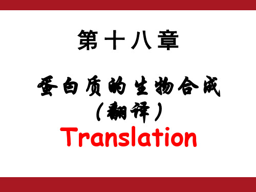 《生物化学》教学课件：蛋白质的生物合成(翻译)