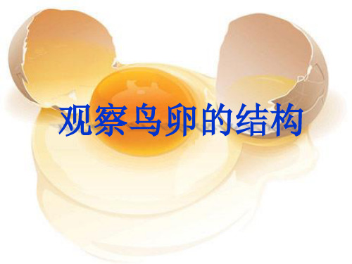 观察鸟卵的结构 课件