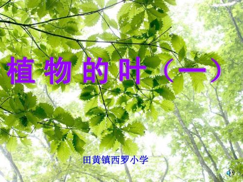 科学四上《植物的叶》PPT课件_(1)