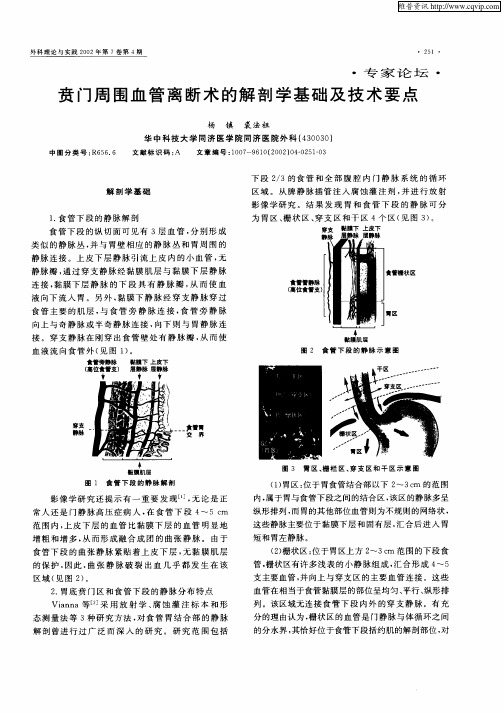 贲门周围血管离断术的解剖学基础及技术要点