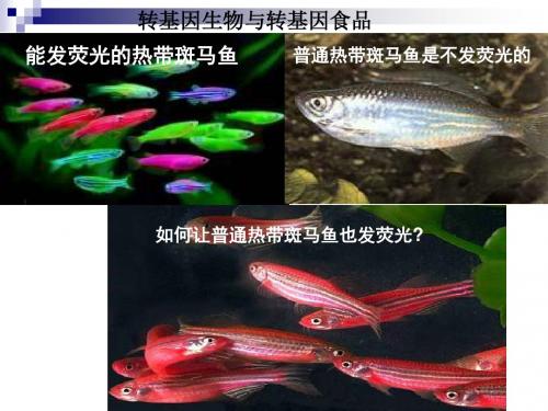 2.3.4 转基因生物与转基因食品课件(中图版生物必修II)