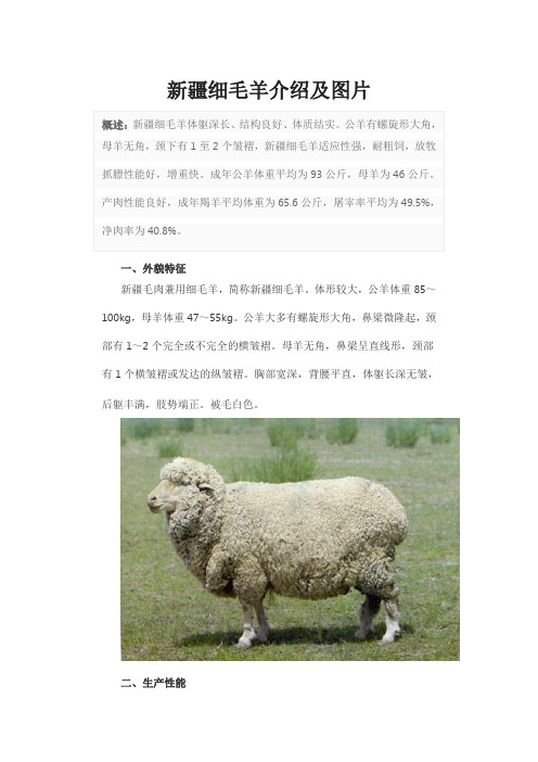 新疆细毛羊介绍及图片
