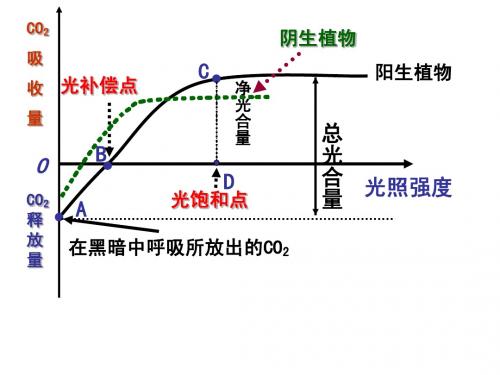 能量之源—光与光合作用(公开课)