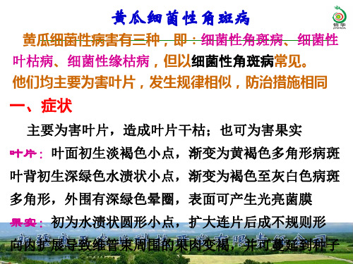 黄瓜细菌性叶斑病
