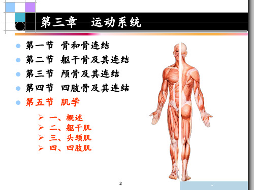 运动系统(肌学)PPT课件