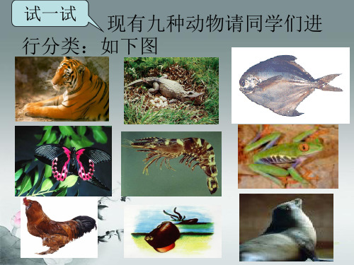 七年级科学上册《常见的动物》课件4 浙教版