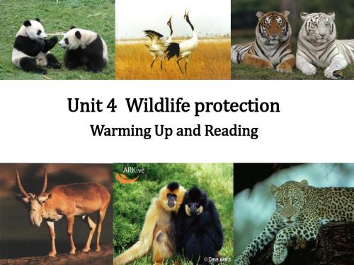 高中英语Book 2 Unit 4 Wildlife protectionWarming Up and Reading 