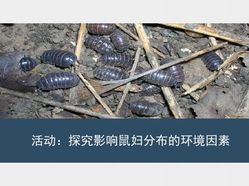 探究影响鼠妇分布的环境因素