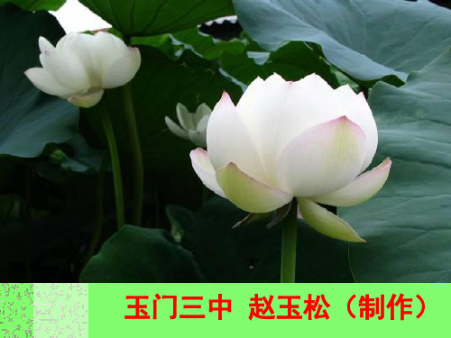 芙蕖