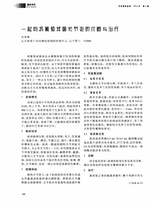 一起肉鸡葡萄球菌关节炎的诊断与治疗