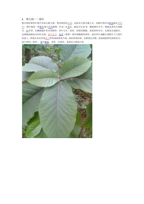 韶关森林公园植物