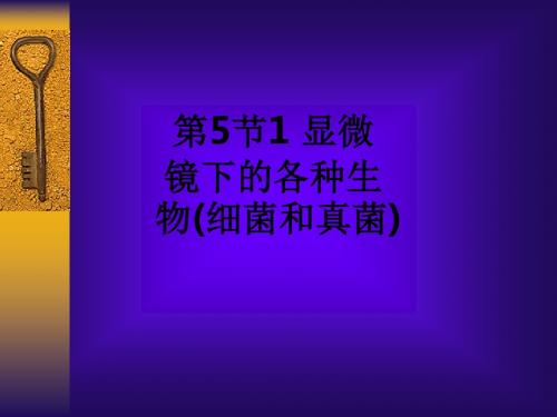 第5节1 显微镜下的各种生物(细菌和真菌)ppt课件