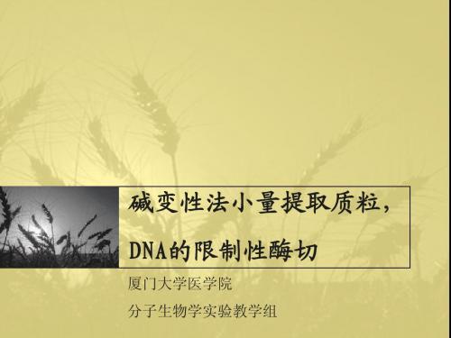 实验3 质粒的提取和鉴定,DNA酶切-Li revised