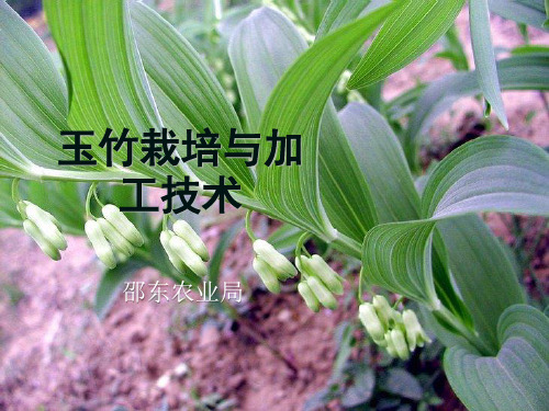 玉竹栽培与加工技术(邵东农业局)