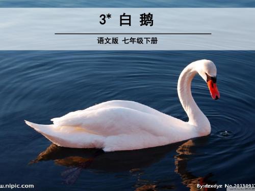 白鹅  公开课课件