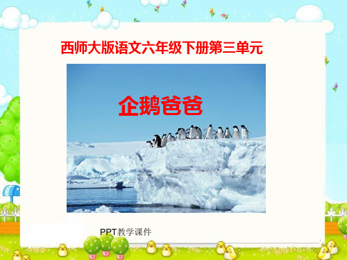 西师大版小学六年级语文下册《企鹅爸爸》PPT课件